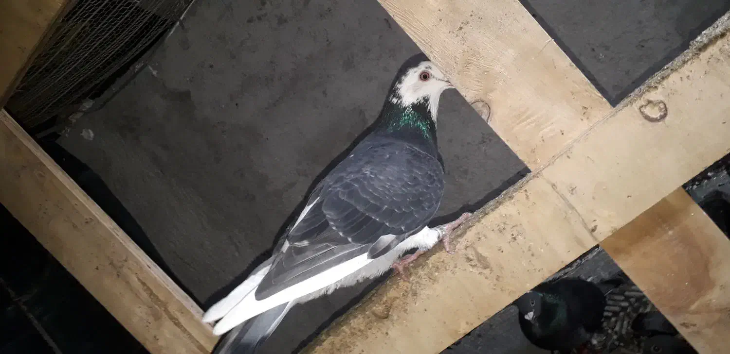 ابلغ|پرنده|نگین شهر, |دیوار