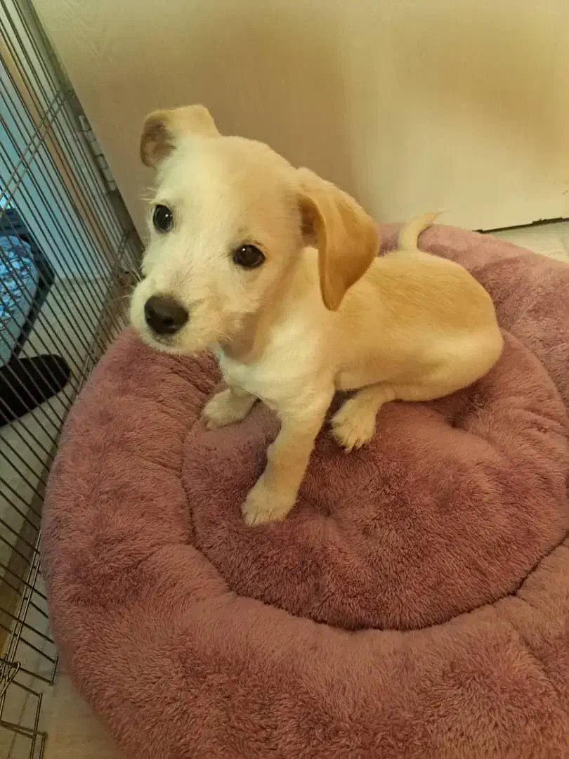 اشپیتز المان|سگ|تهران, جوادیه تهرانپارس|دیوار