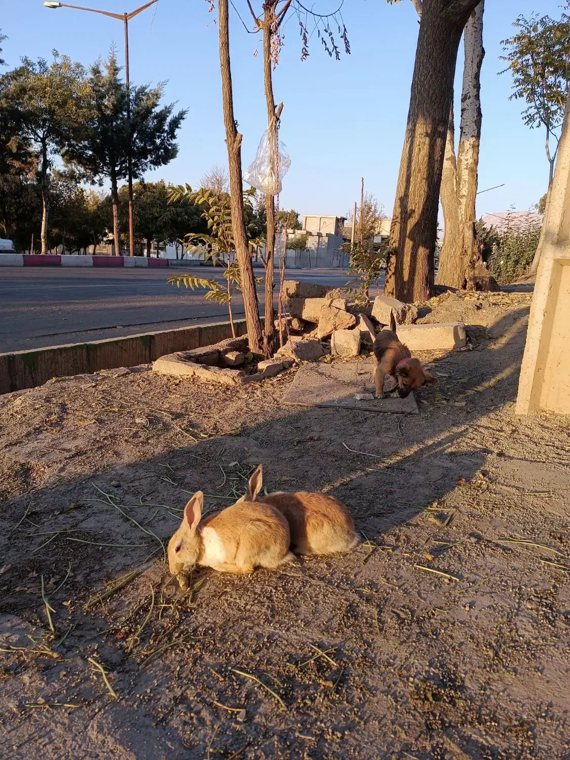 خرگوش|موش و خرگوش|صحنه, |دیوار