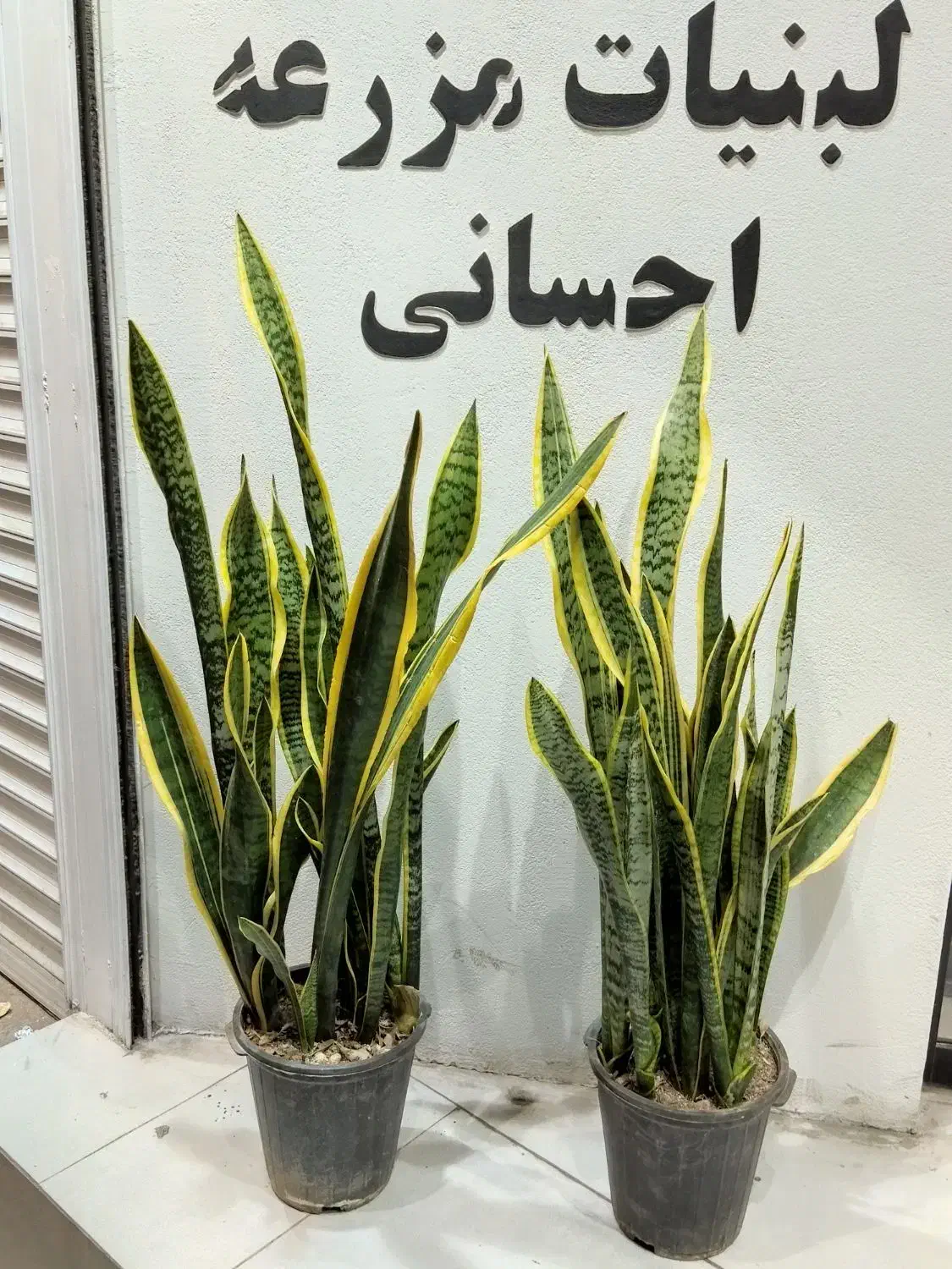 گل و گیاه آپارتمانی و زینتی|گل و گیاه طبیعی|قزوین, |دیوار