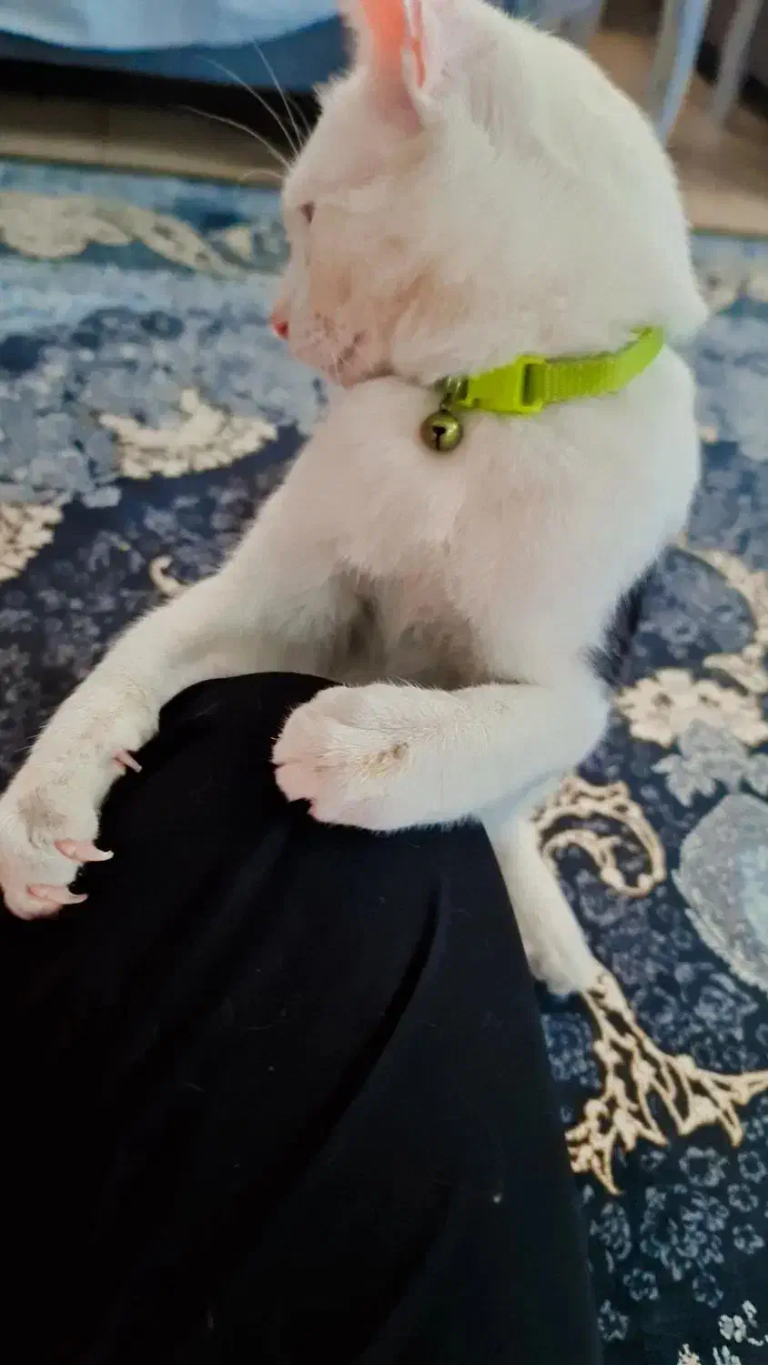 واگذاری گربه نر ۷ ماهه|گربه|قم, تعویض پلاک|دیوار