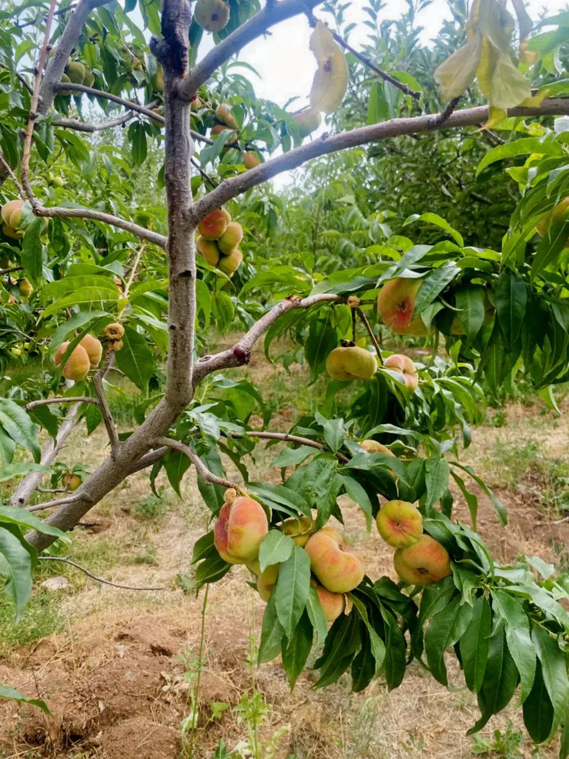 زمین ۲۶۴ متری کاربری باغچه جابان‌ انشعابات‌دماوند|فروش زمین و ملک کلنگی|دماوند, دماوند|دیوار
