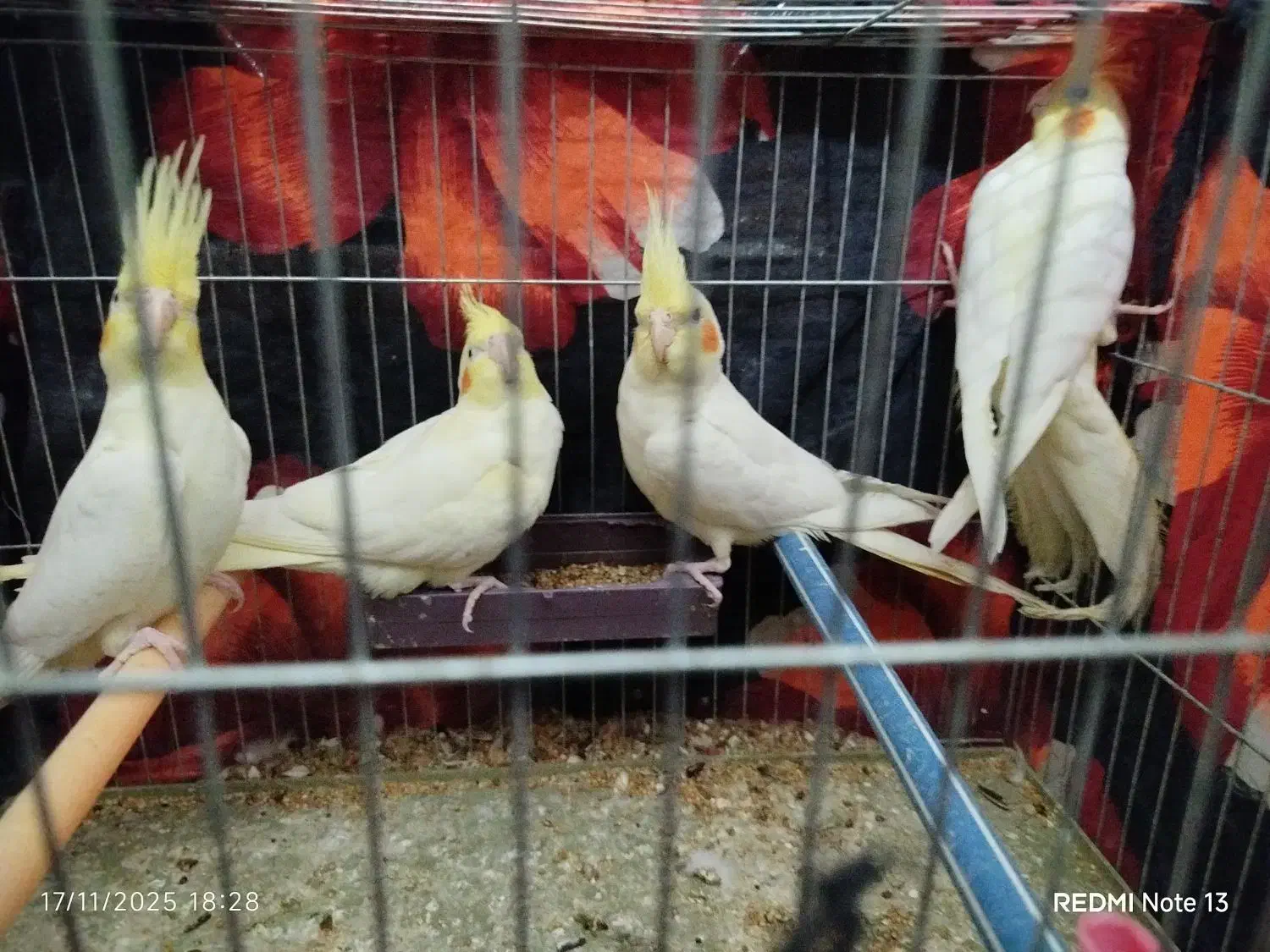 پنج عدد عروس هلندی جوجه آس|پرنده|قرق, |دیوار