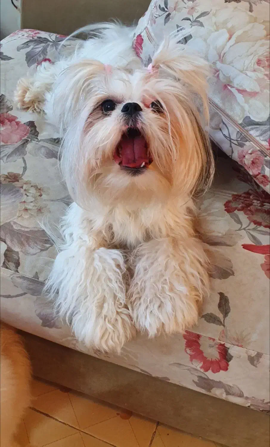 فروش سگ شیتزو|سگ|اراک, |دیوار