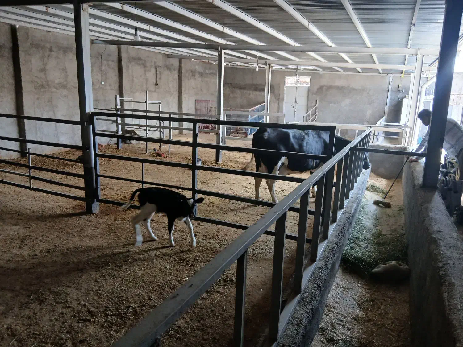 گاوداری 40 راسی|فروش دفتر صنعتی، کشاورزی، تجاری|صحنه, |دیوار