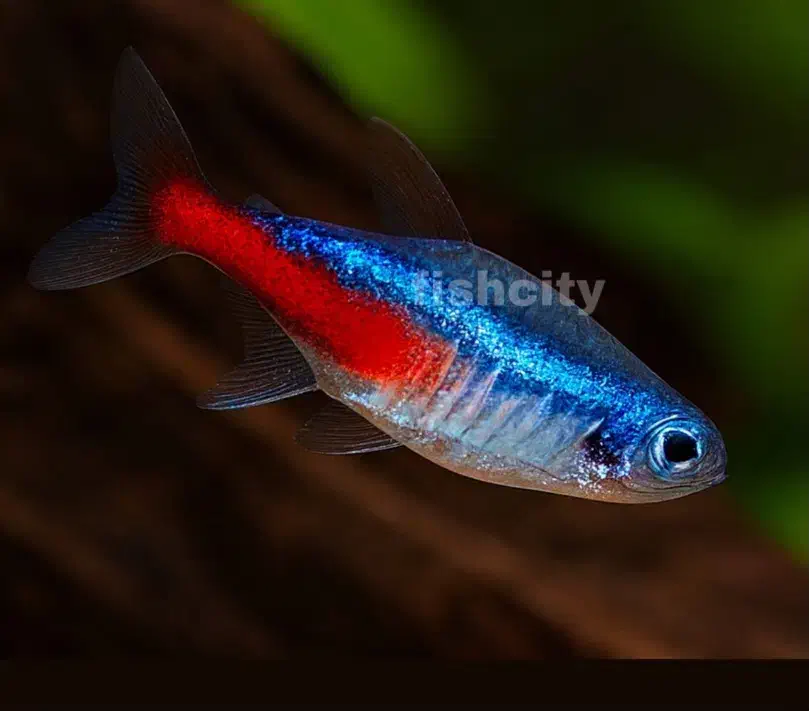 ماهی تترای نئون|ماهی|خرم‌آباد, |دیوار