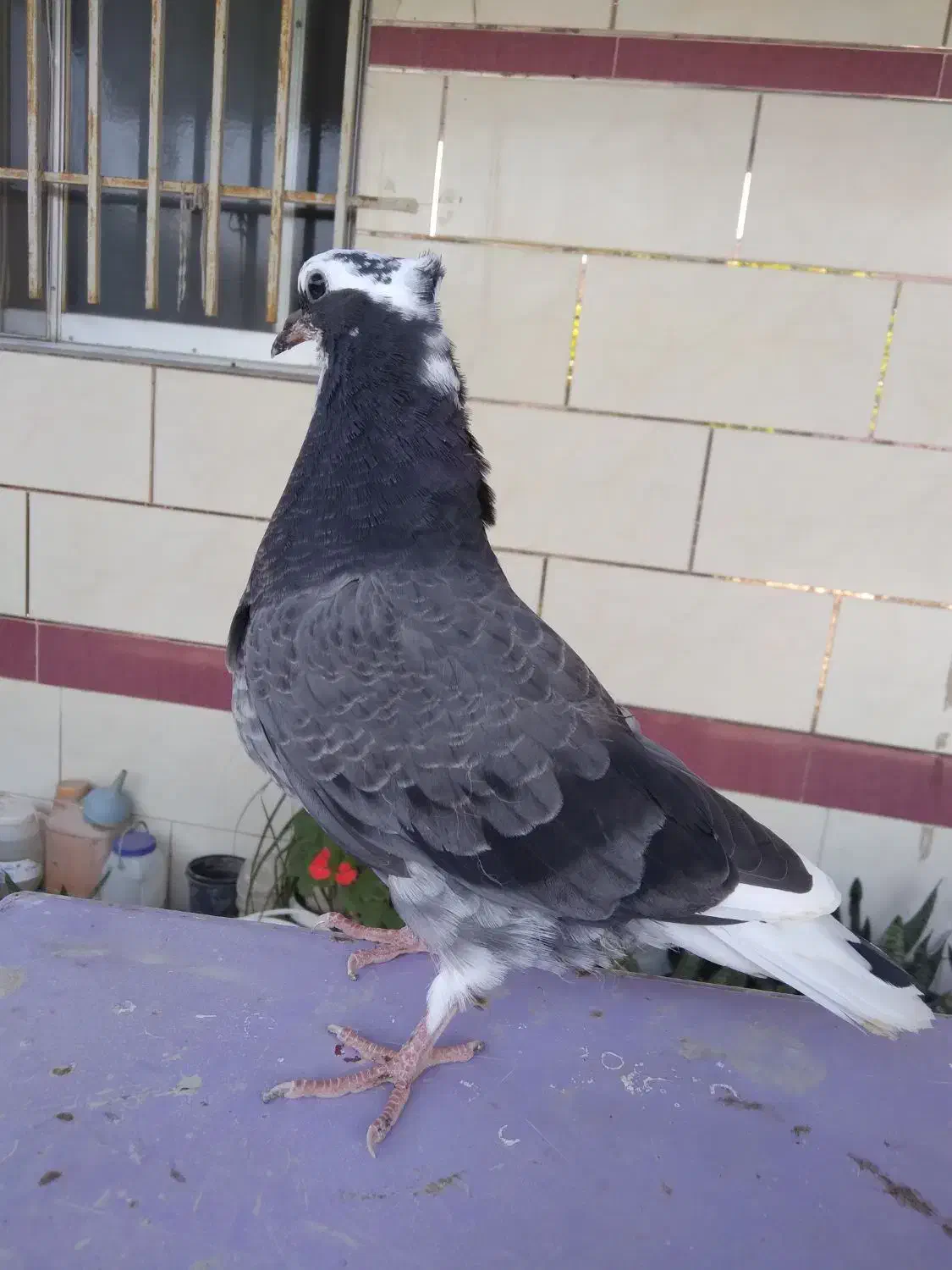 کبوتر ساعتی و ذات دار|پرنده|رامیان, |دیوار