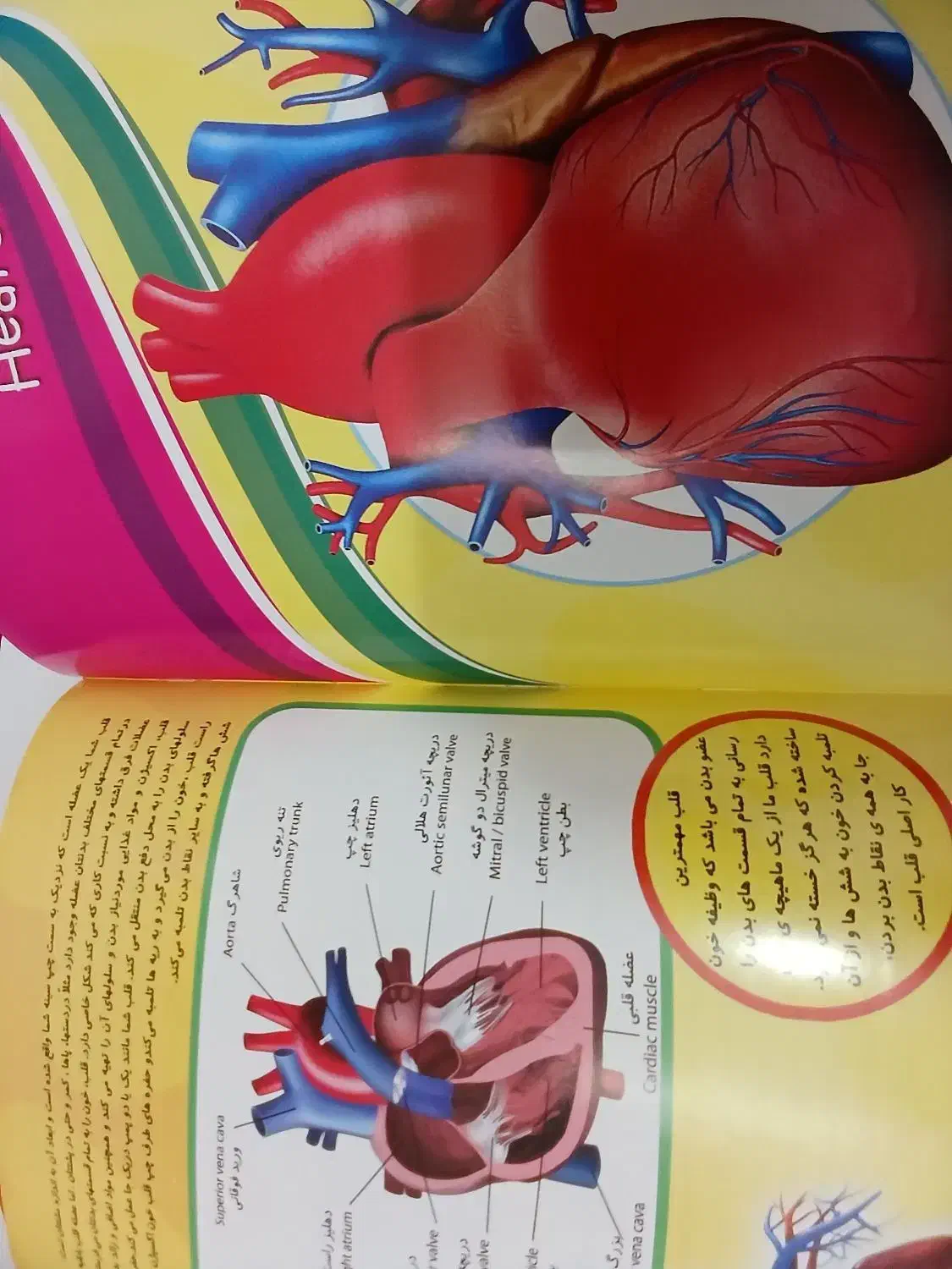 دایرةالمعارف بدن انسان|کتاب و مجله آموزشی|شهرضا, |دیوار