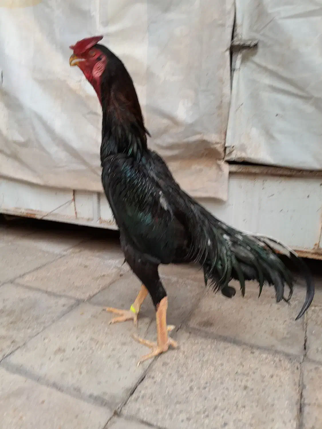 خروس لاری اوشامو|حیوانات مزرعه|چهاردانگه (تهران), |دیوار