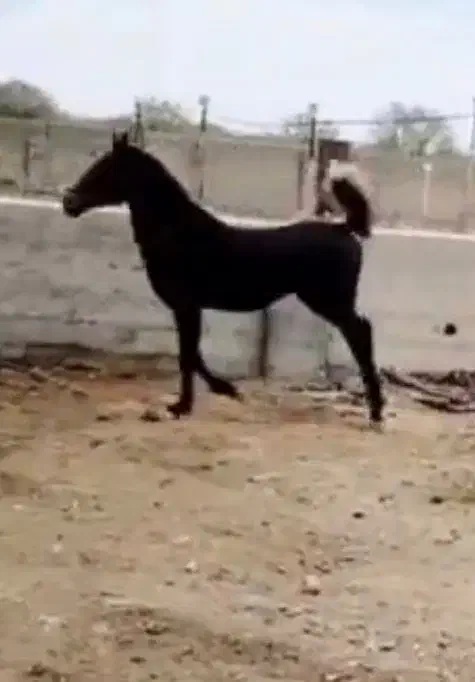 نریون|اسب و تجهیزات اسب‌سواری|تهران, جوادیه|دیوار