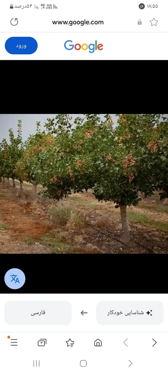 هرس|خدمات باغبانی و درختکاری|نیشابور, شهرک زرگران|دیوار