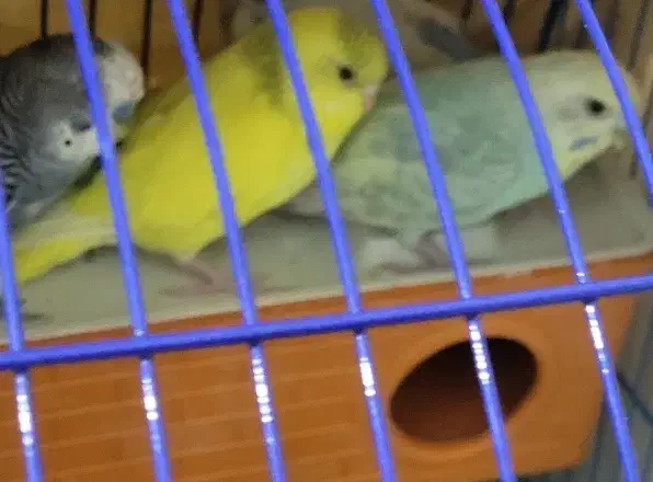 مرغ عشق با قفس و خونه|پرنده|آبپخش, |دیوار