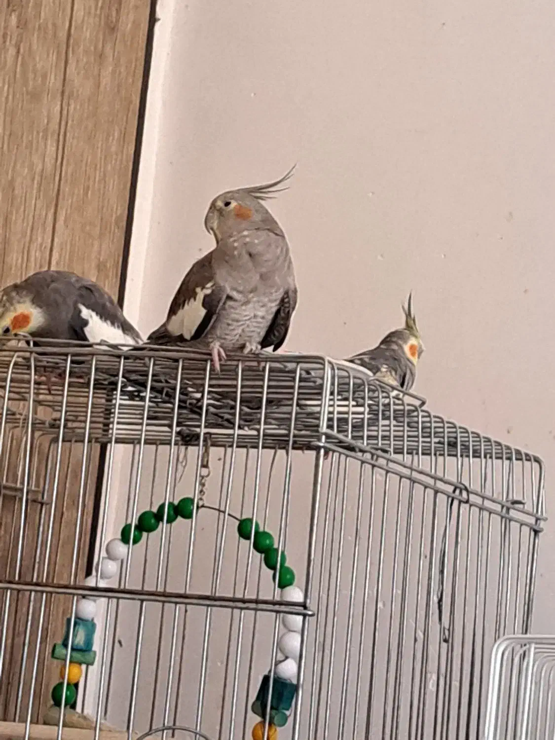 فروش عروس هلندی|پرنده|فردوسیه, |دیوار