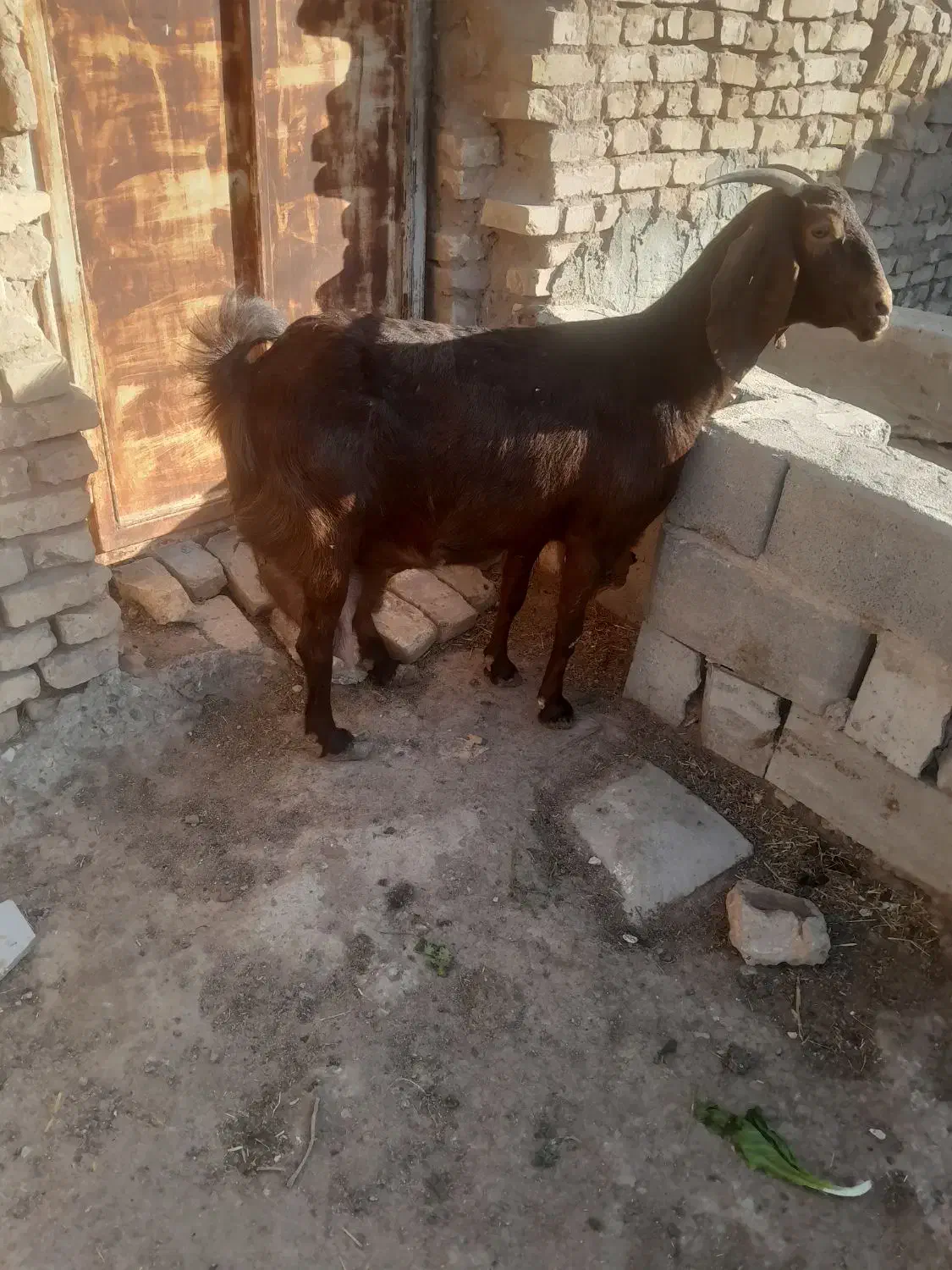 بز شیرا|حیوانات مزرعه|زارچ, |دیوار