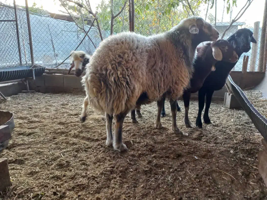 قوچ هترو قوچ سبز|حیوانات مزرعه|اصفهان, قائمیه|دیوار