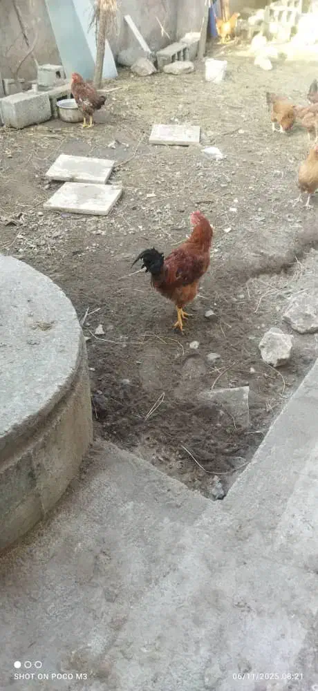 هشت عدد خروس سرحال|حیوانات مزرعه|لاهیجان, گلستان|دیوار