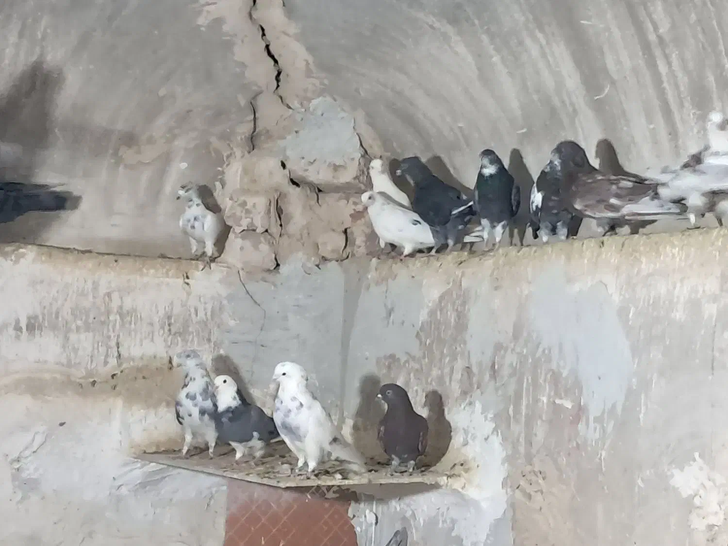 کفتر|پرنده|قنوات, |دیوار