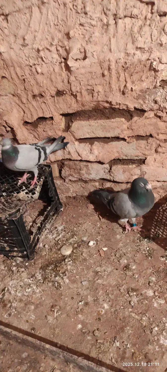 کبوترپلاکی|پرنده|سبزوار, قصبه شرقی|دیوار