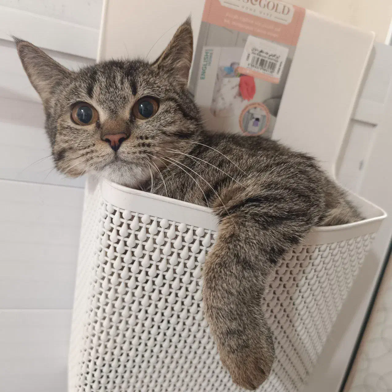 گربه|گربه|گرگان, |دیوار