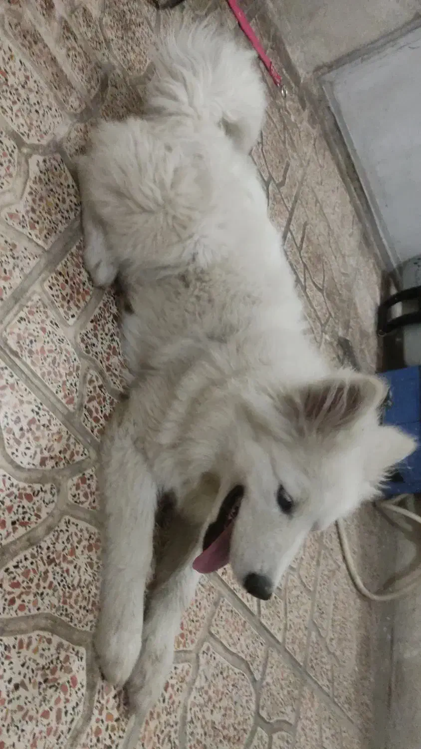 توله سامویید اصلی|سگ|تهران, منیریه|دیوار