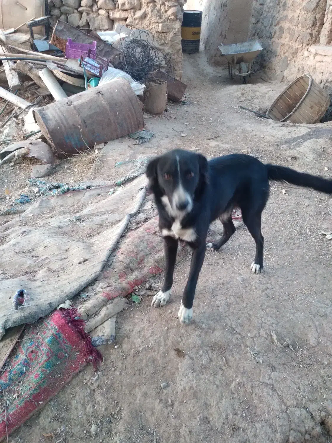 سگ ماده سرابی وتوله|سگ|گل تپه, |دیوار