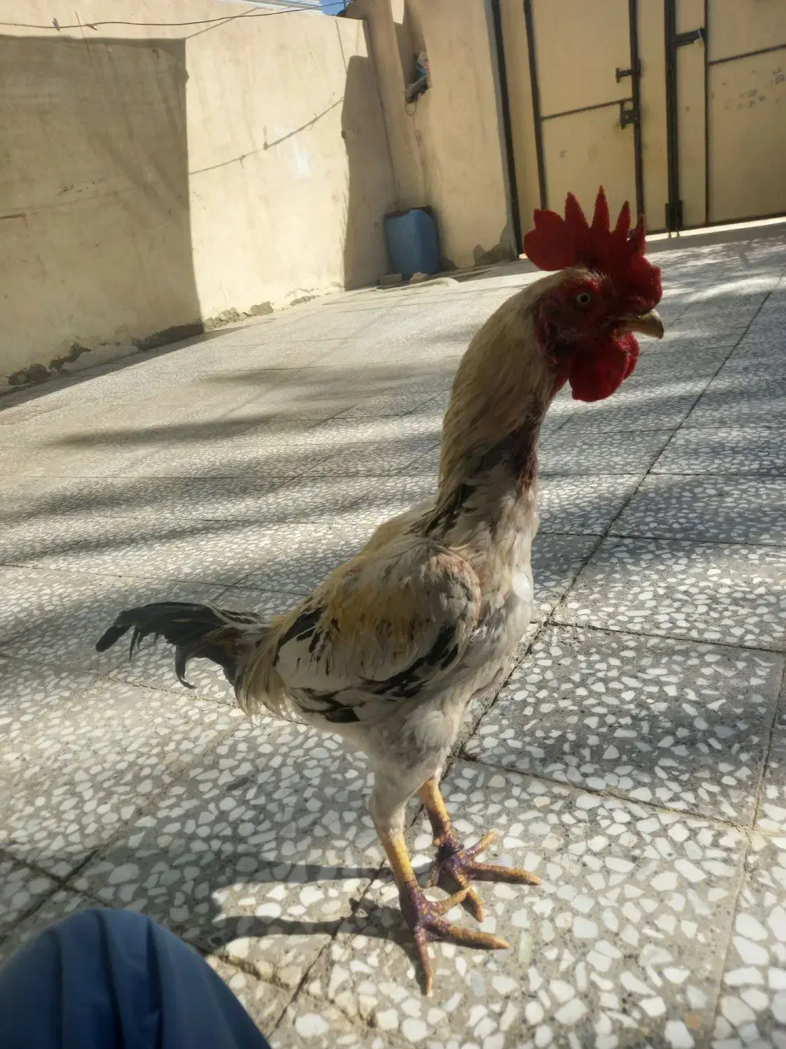 خروس سطه مهره|حیوانات مزرعه|سراوان, |دیوار