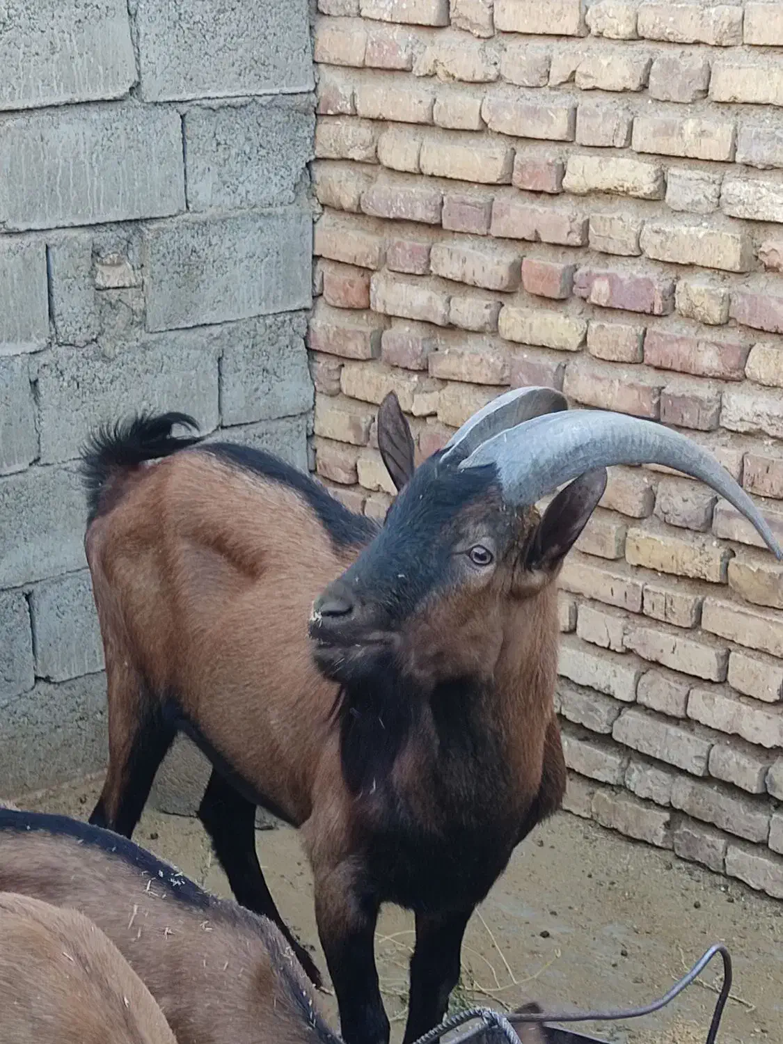 چپش آلپاین|حیوانات مزرعه|یزد, |دیوار