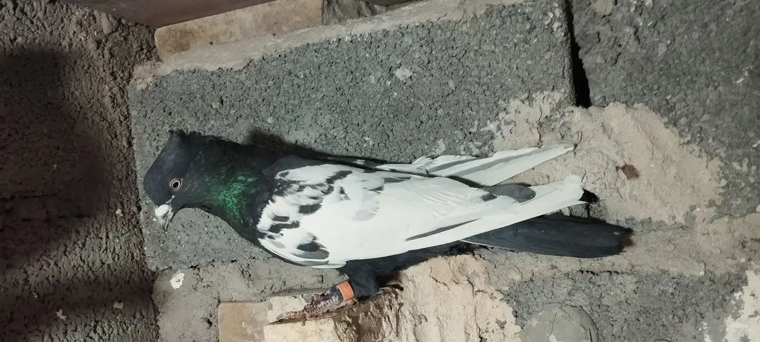 نر پریده|پرنده|رفسنجان, |دیوار