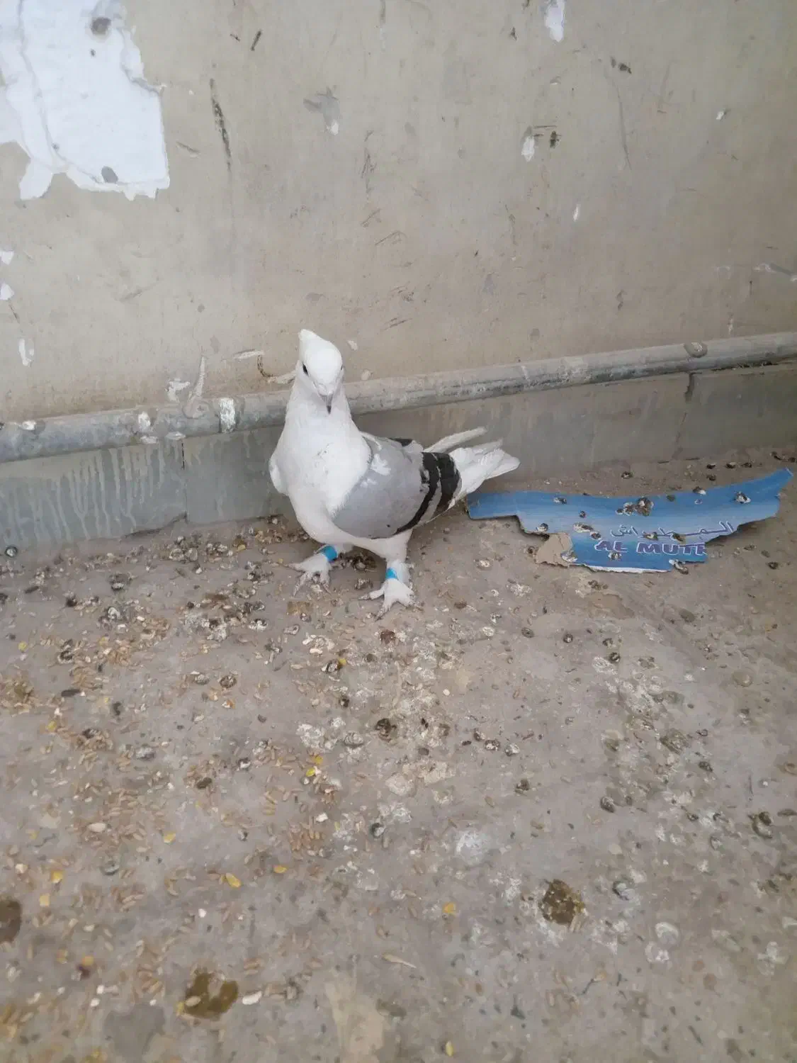 دوکت ملاثانی|پرنده|باوی, |دیوار