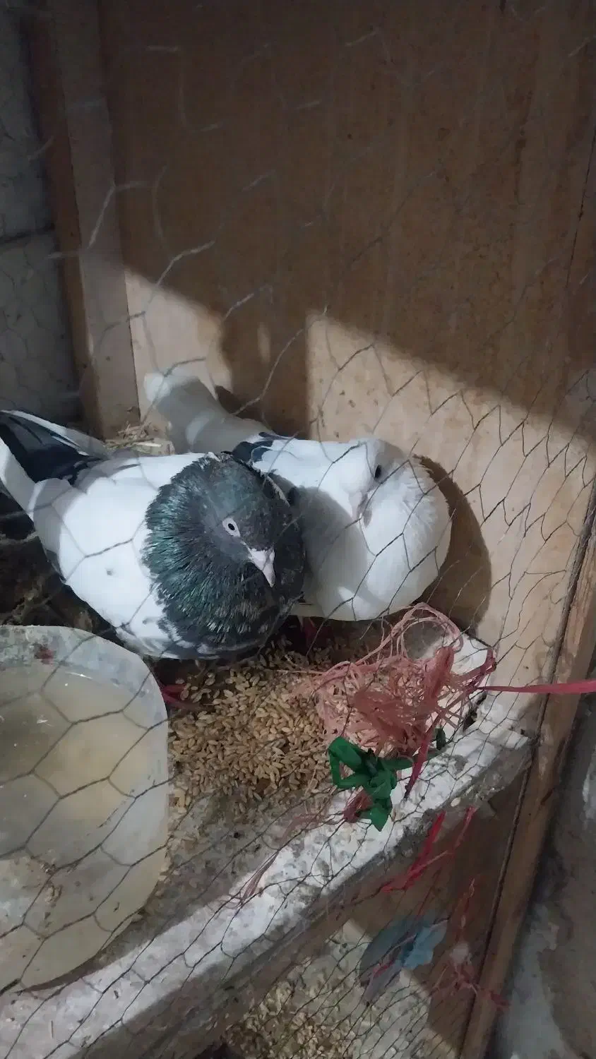 کفتر خوب به شرط|پرنده|شهریار, رزکان|دیوار