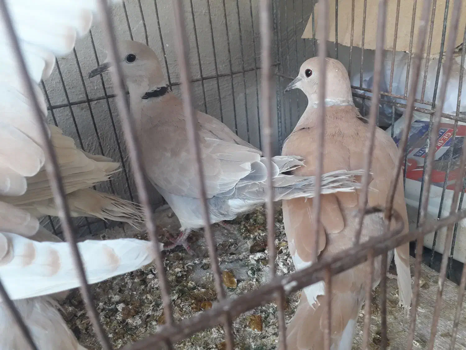 کبوتر خانگی|پرنده|زابل, |دیوار