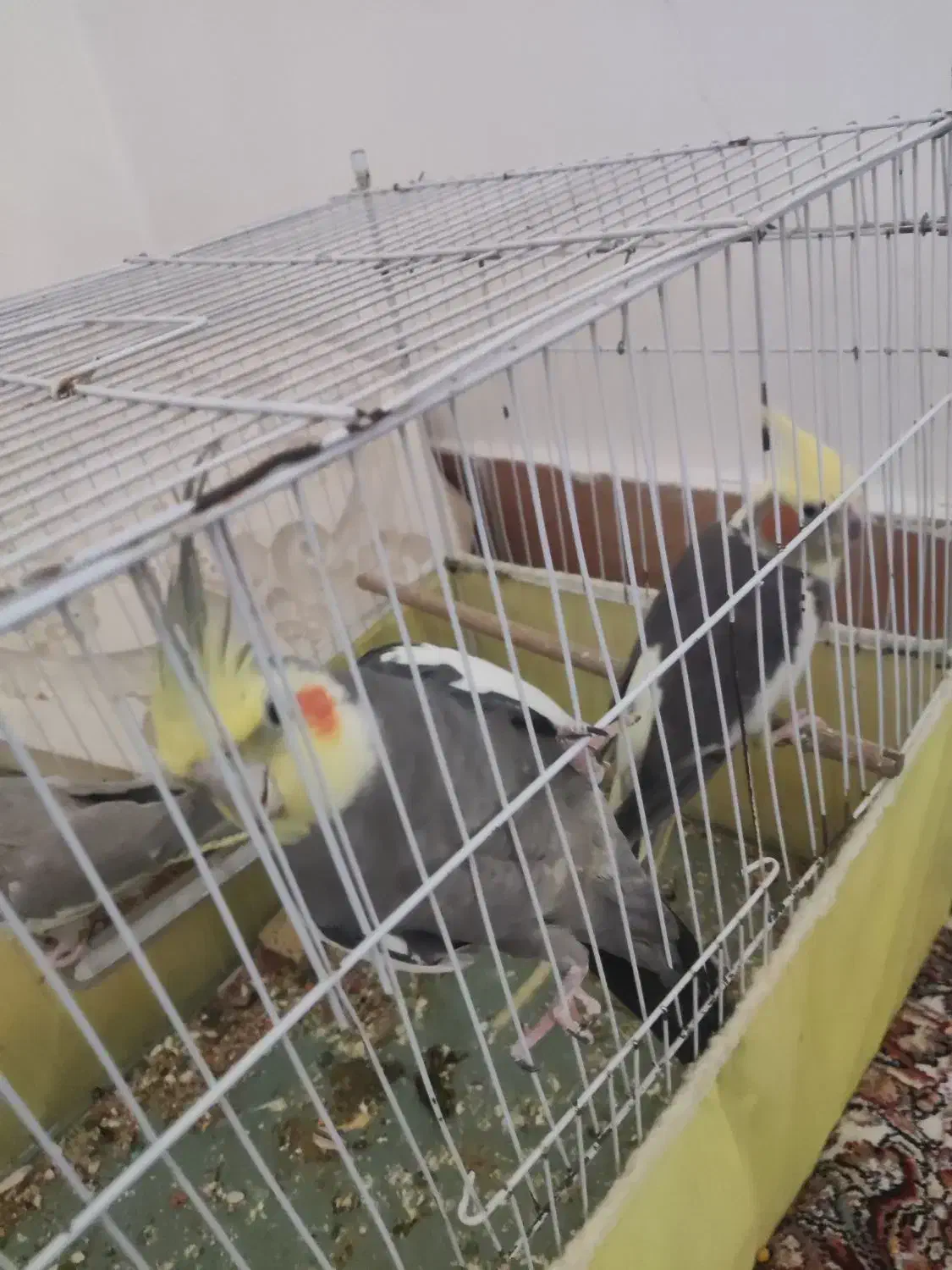 چهار عدد عروس هلندی با ۴تخم|پرنده|میناب, |دیوار