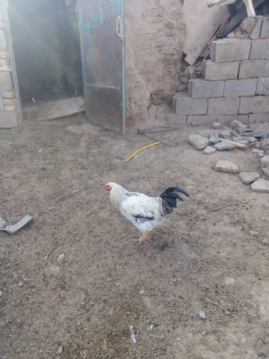 خروس برهما درشت وزیبا|حیوانات مزرعه|سبزوار, قصبه شرقی|دیوار