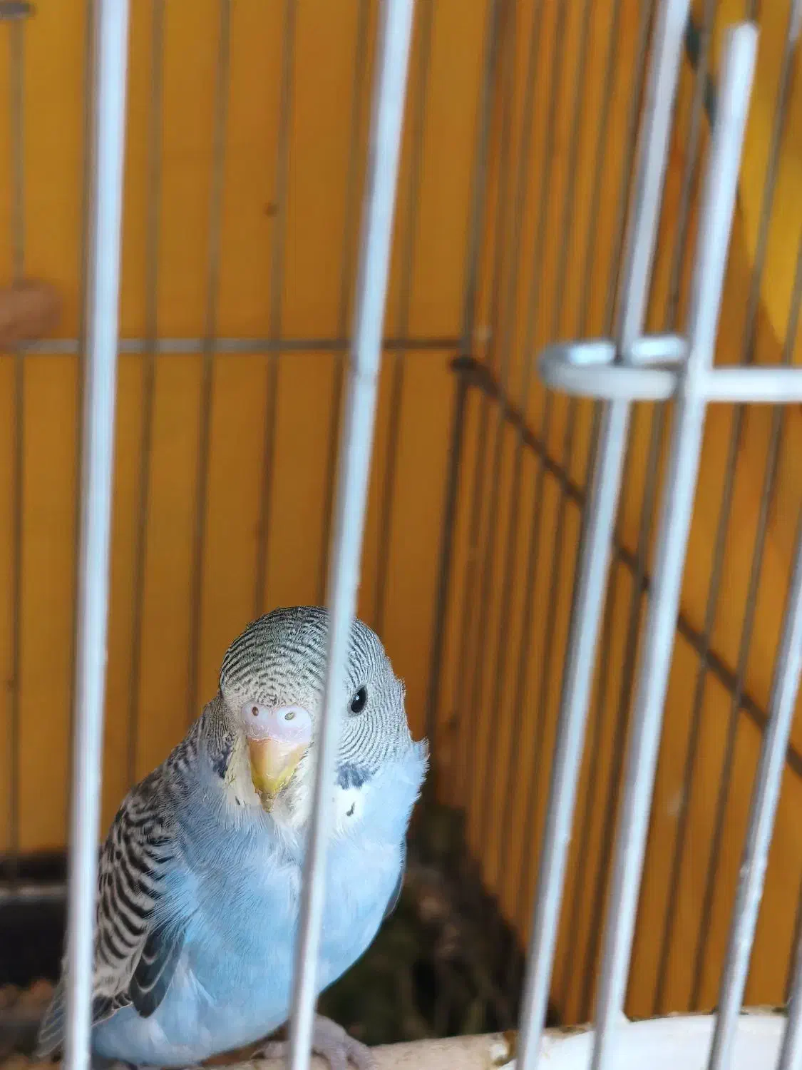 جوجه مرغ عشق نر|پرنده|شیراز, شهرک رضوان|دیوار