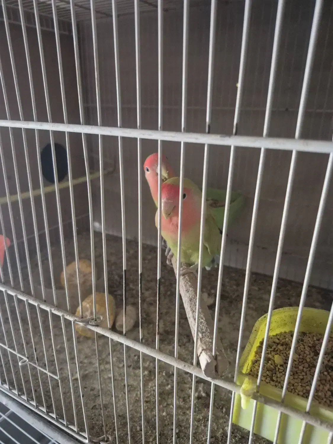 عروس هلندی|پرنده|قائن, |دیوار