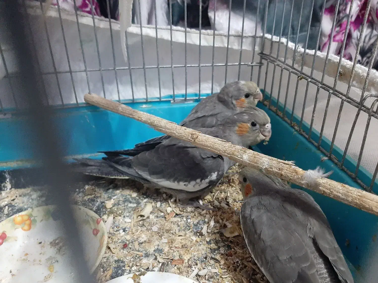 جوجه عروس هلندی|پرنده|اندیمشک, |دیوار