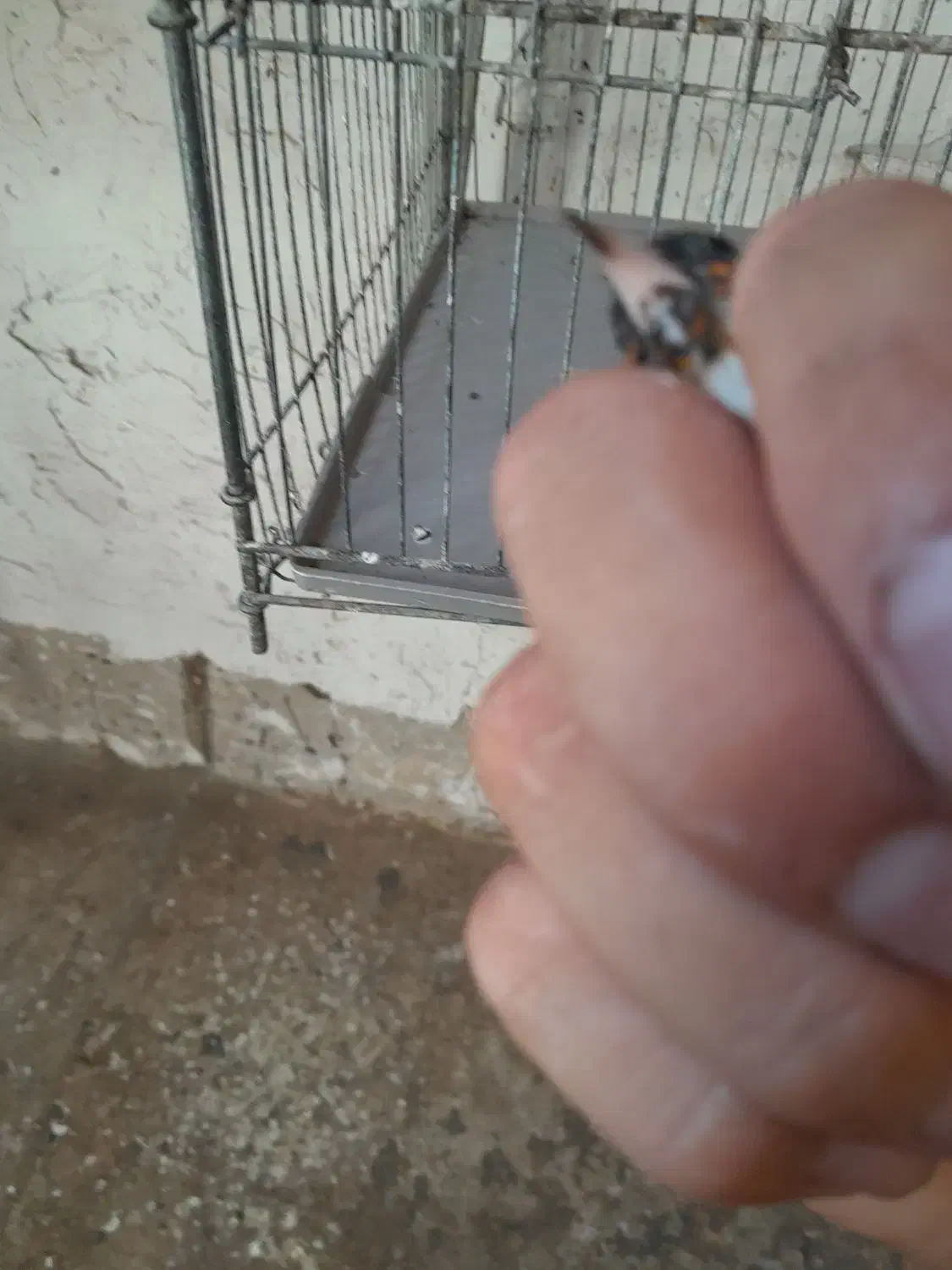 سهره نر|پرنده|ساوه, |دیوار