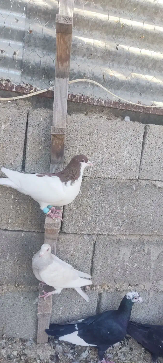 فروش 15تا نر دست اولی (کازرون)|پرنده|ارژن, |دیوار