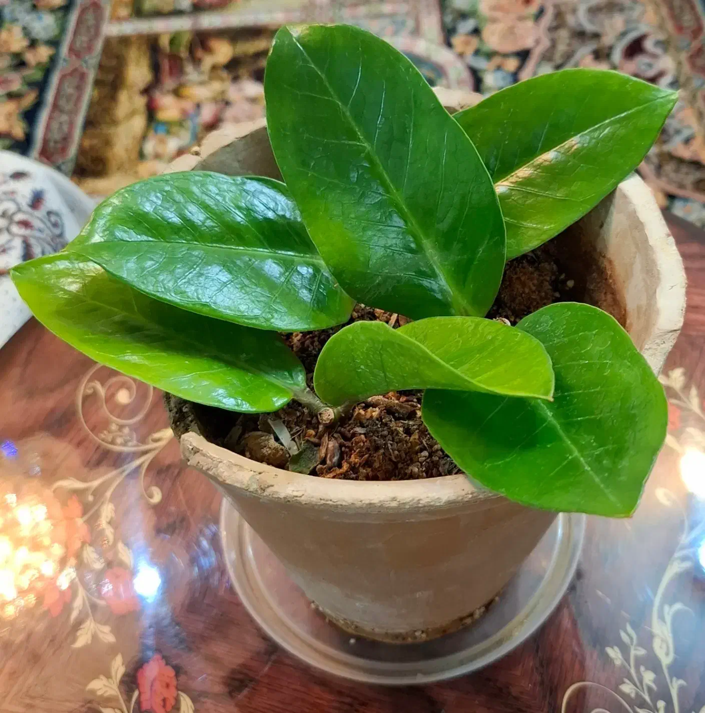 زاموفیلیا|گل و گیاه طبیعی|خمینیشهر, |دیوار