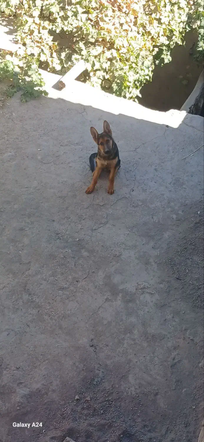 سگ ژرمن|سگ|کرمان, |دیوار