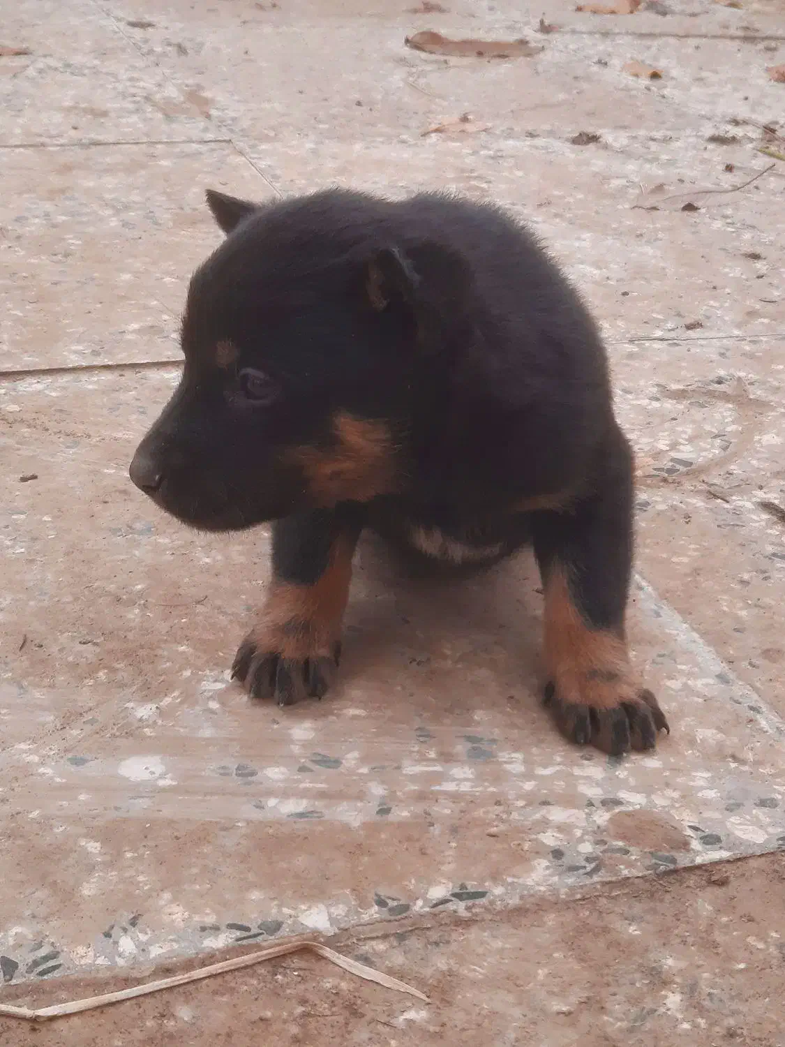 یک جفت توله ژرمن نرو ماده|سگ|تهران, فلاح|دیوار