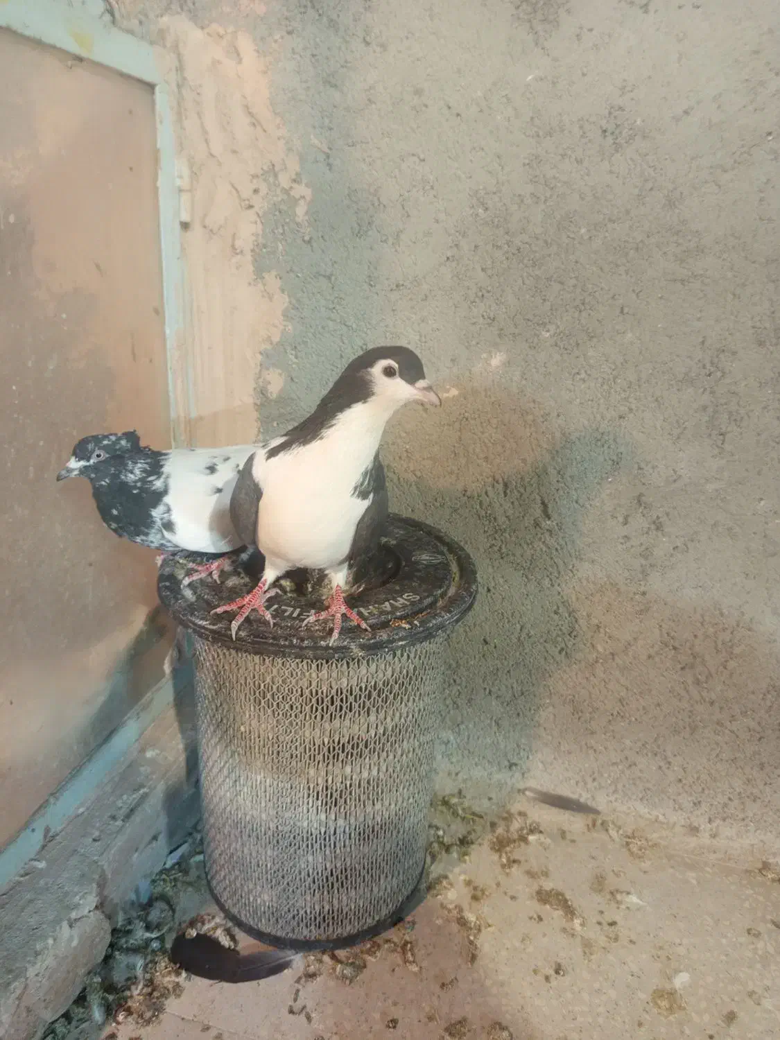 کفتر گرفتنی سده سیاه سینه سیاه دونه ۳۰۰|پرنده|سبزوار, امیر کبیر|دیوار