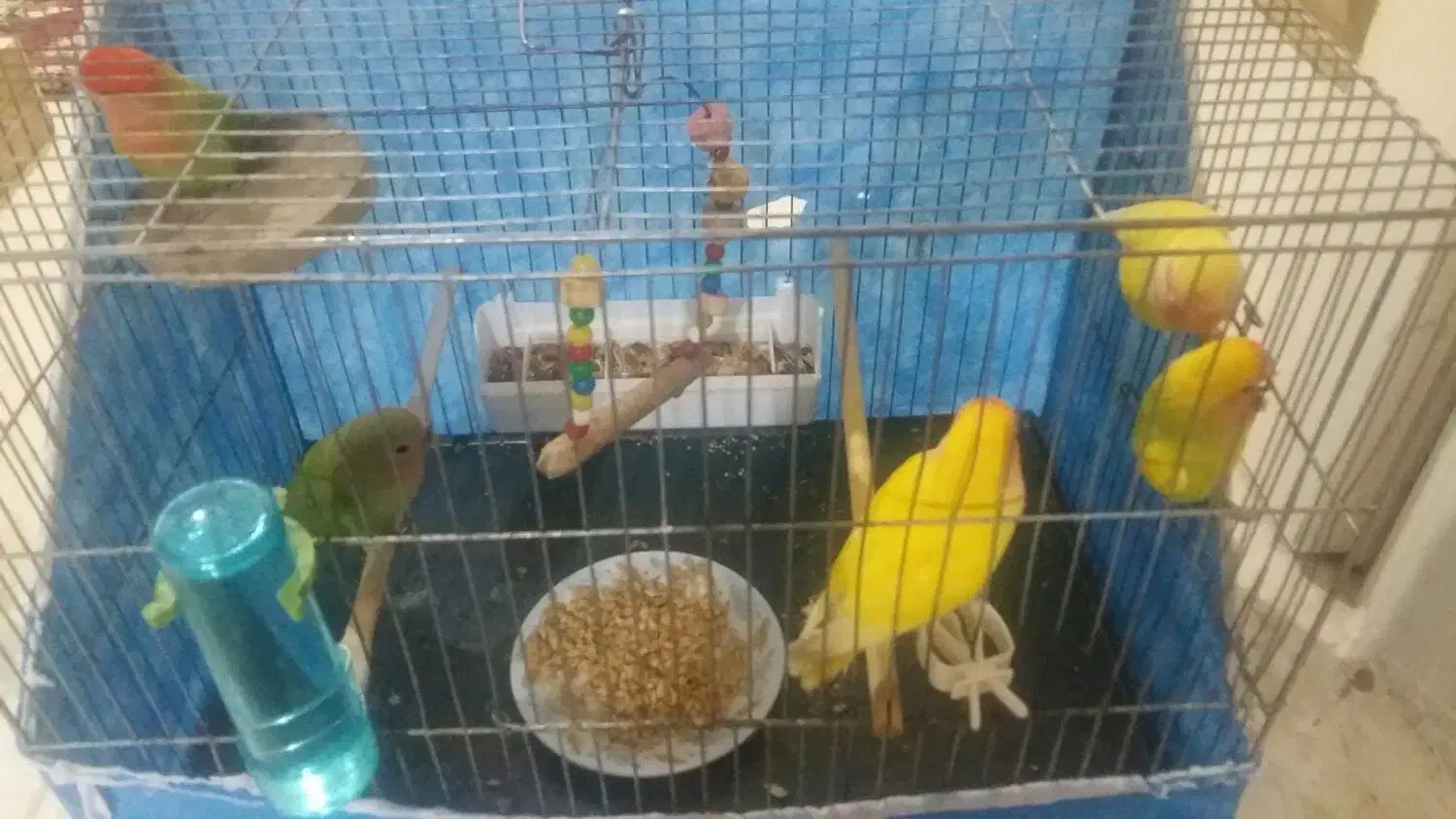 پرنده|پرنده|ملارد, |دیوار