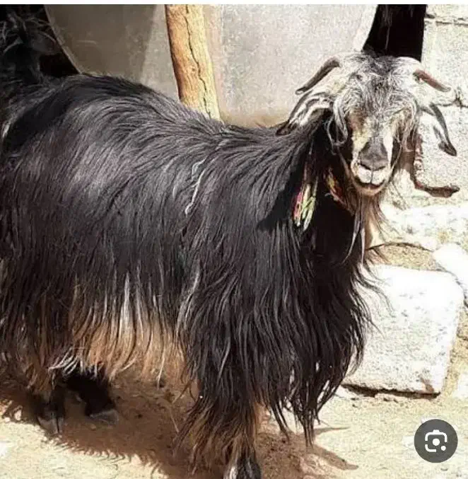 خریدار بز درجه یک|حیوانات مزرعه|فسارود, |دیوار