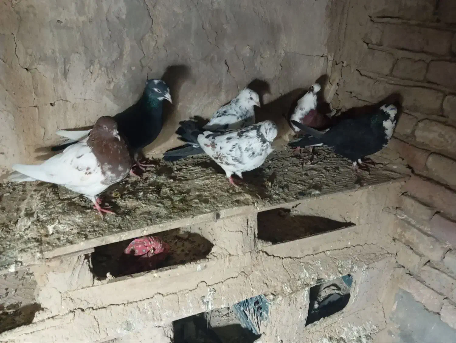 کبوتر|کنسول، بازی ویدئویی و آنلاین|ملکان, |دیوار