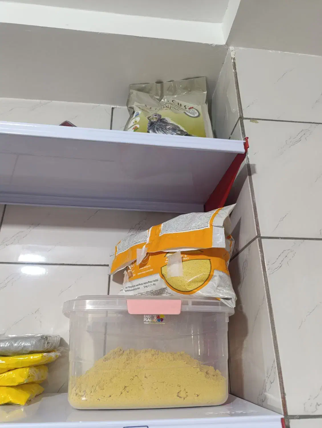 پت شاپ پرندگان ترینو ،جفت مولدوجوجه سری لاکی عروس|پرنده|فسا, |دیوار