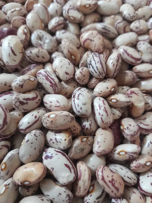 لوبیا چیتی|خوردنی و آشامیدنی|سراب, |دیوار