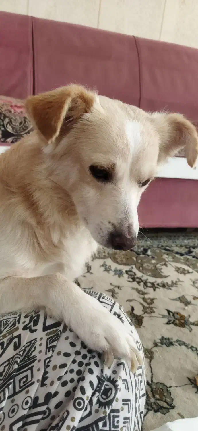 گمشده سگ|حیوانات|اصفهان, الهیه|دیوار