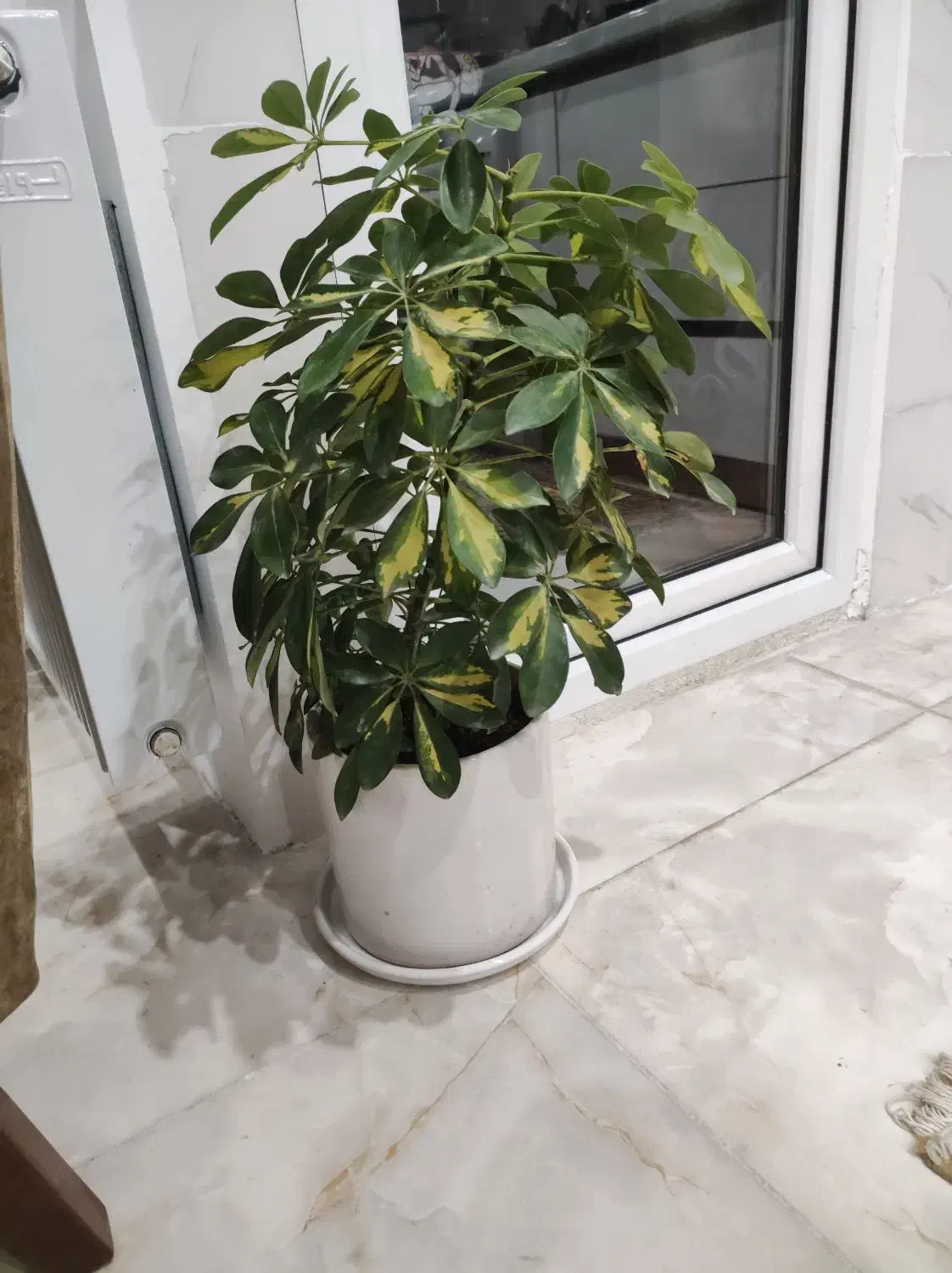 شفلرا ابلق|گل و گیاه طبیعی|قزوین, |دیوار