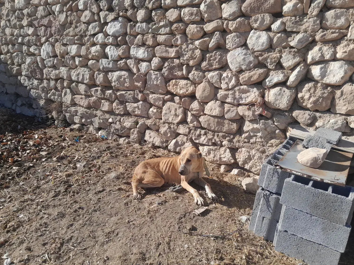 سگ ماده افغان گله ای|سگ|بجنورد, |دیوار